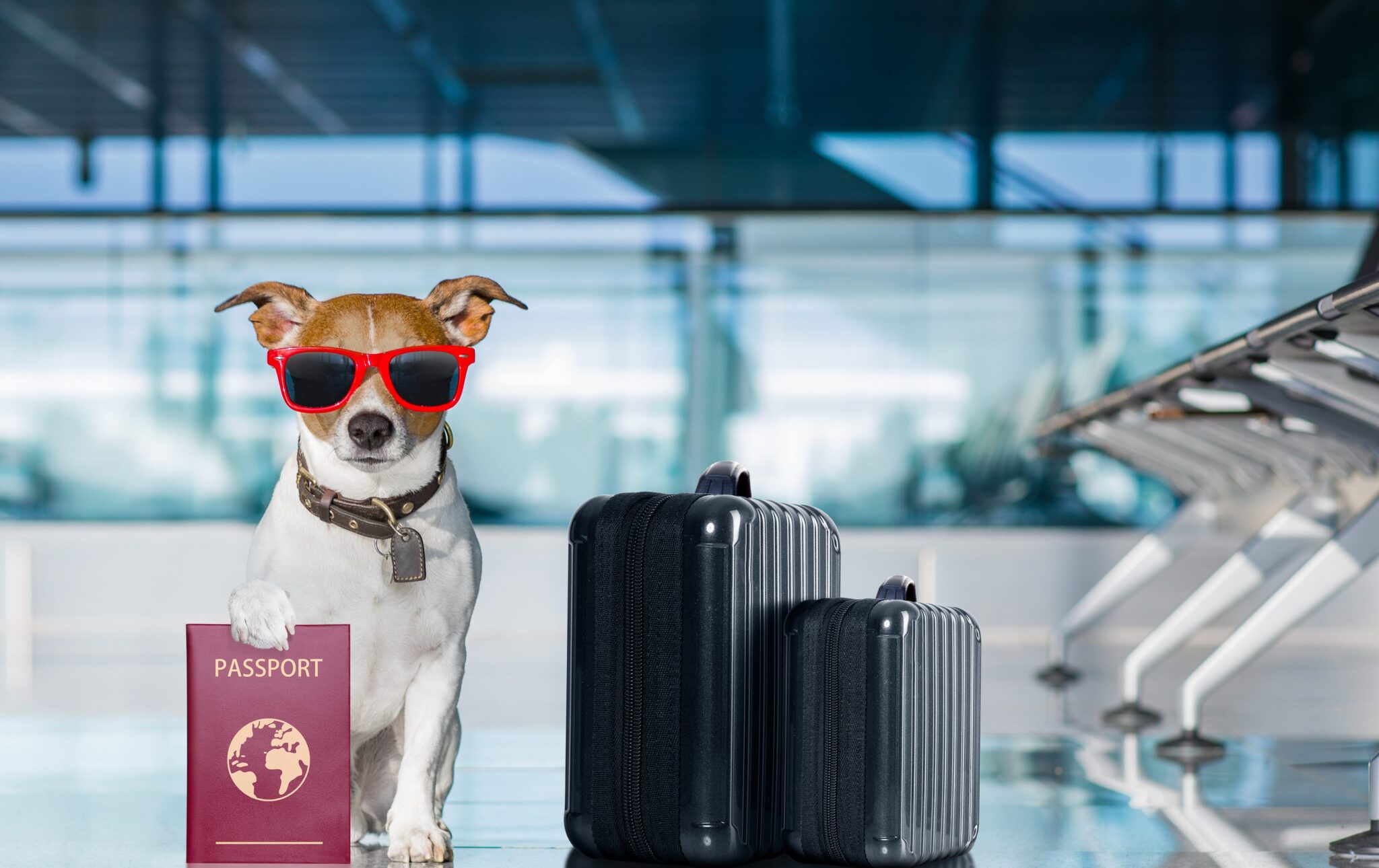 Pet Flights NZ Domestic air shipping agents for pets and livestock
